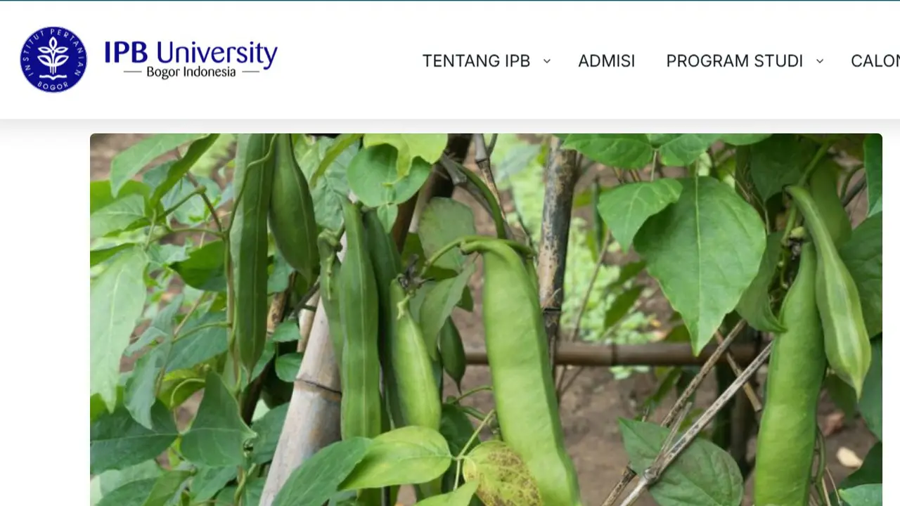 Koro pedang, pangan lokal tinggi protein dengan peptida bioaktif yang membantu menurunkan tekanan darah dan gula darah secara alami. (Tangkapan Layar dari Situs Resmi IPB)