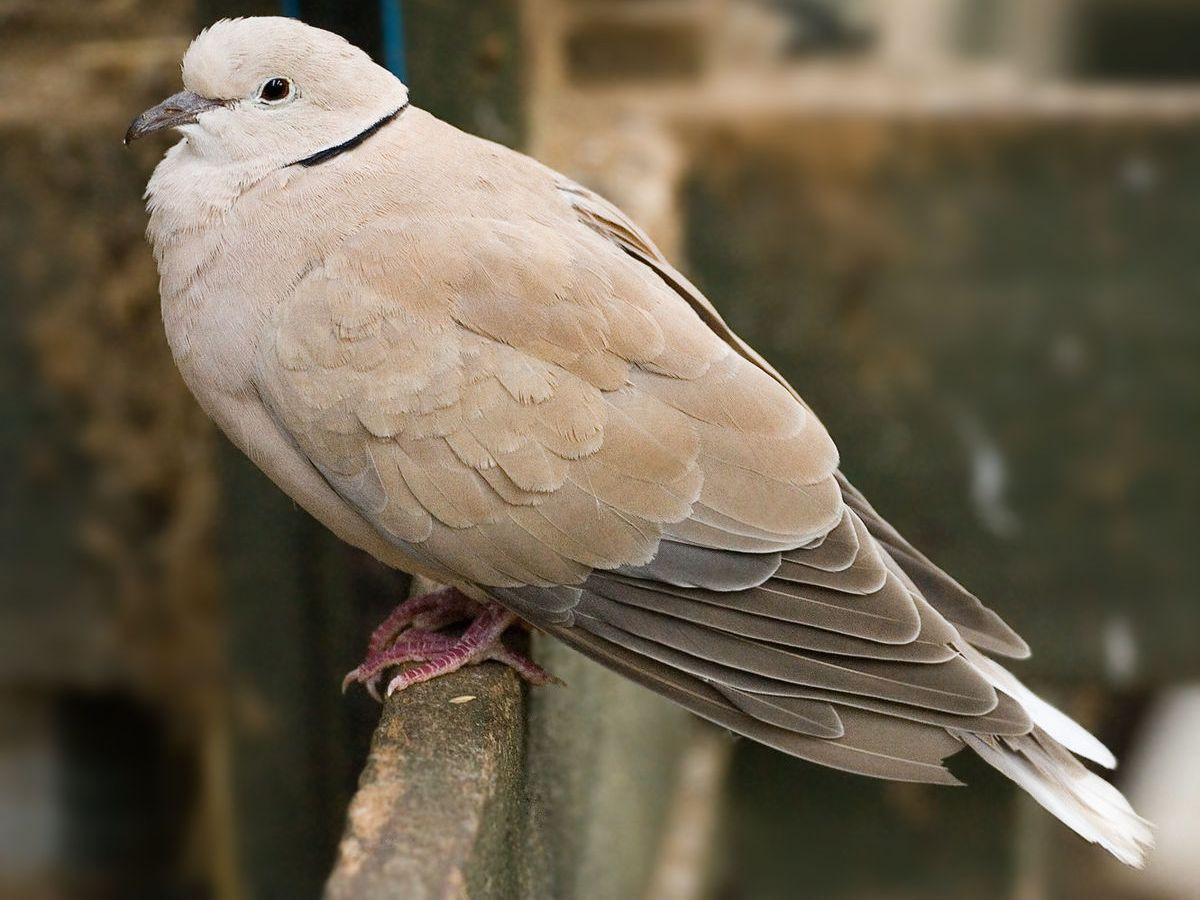 Manfaat Memelihara Burung Puter di Rumah?