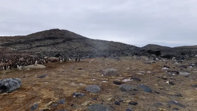 Makam Mumi Penguin