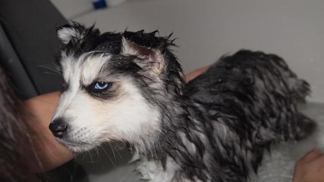 Sambil Berontak, Ini 7 Potret Hewan Peliharaan Saat Dimandikan yang Kocak