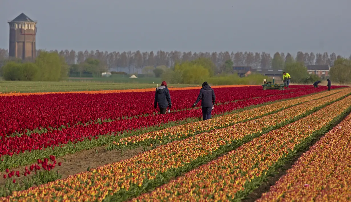 Petani bekerja di ladang tulip di Meerdonk, Belgia (3/5/2021). Sebagian besar tulip di wilayah ini ditanam khusus untuk umbi dan bukan bunganya, namun bunganya tetap di ladang sampai mekar sempurna sebelum ditebang. (AP Photo/Virginia Mayo)