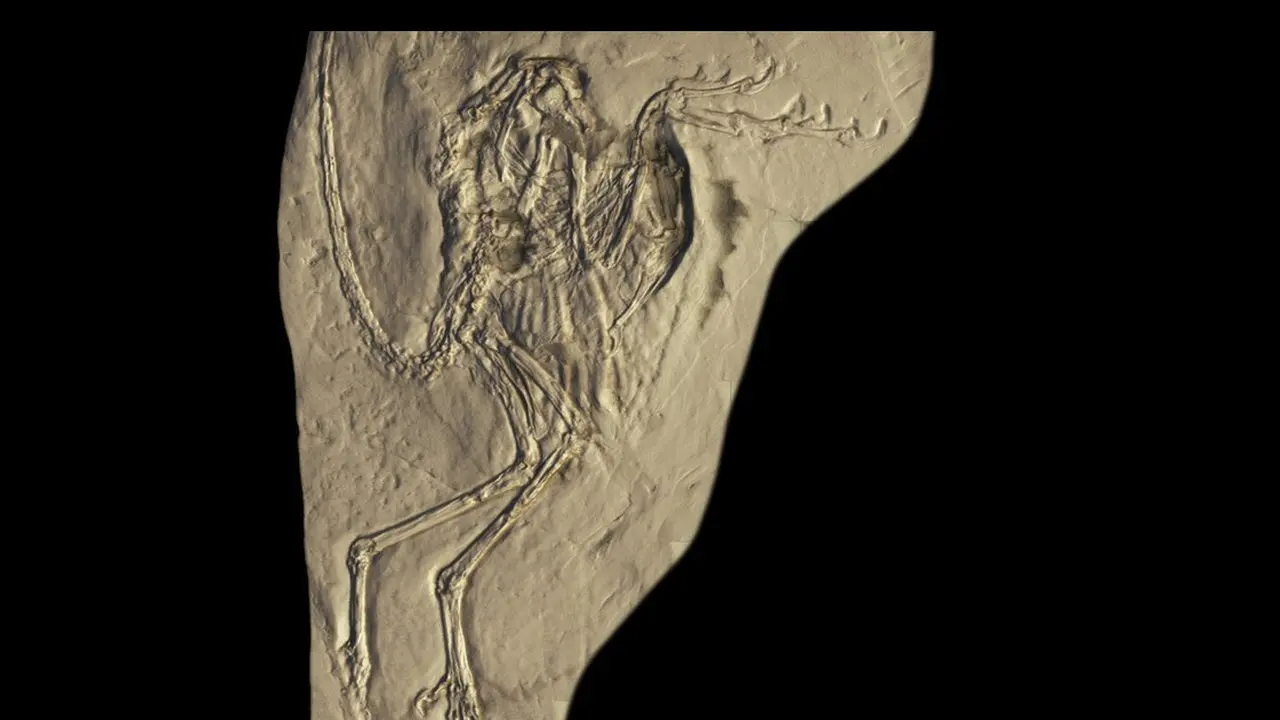 Archaeopteryx