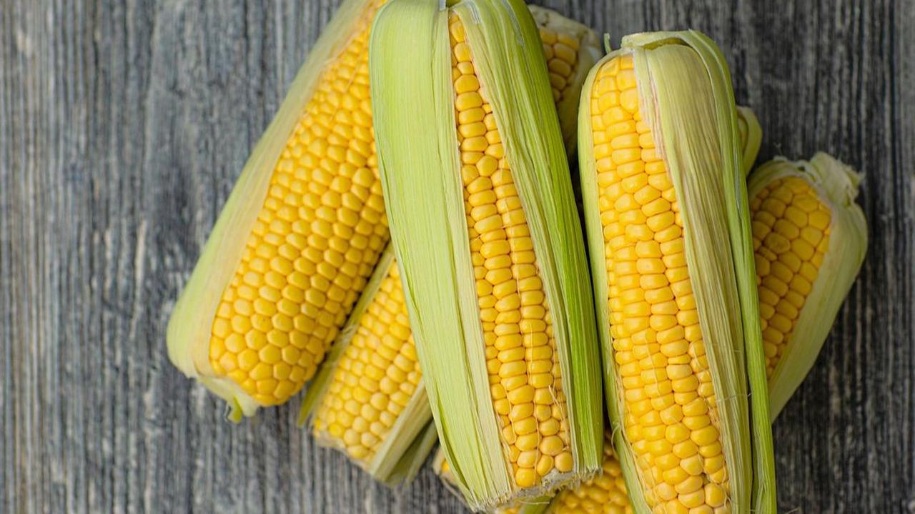 Kandungan Nutrisi Jagung
