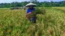 Hingga pertengahan April 2026, Bulog mencatat progres penyerapan yang terus meningkat untuk memenuhi cadangan beras pemerintah. Tampak dalam foto, petani memanen padi jenis Inpari 32 di Kampung Tematik Mulyaharja, Bogor, Jawa Barat, Rabu (6/5/2026). (merdeka.com/Arie Basuki)