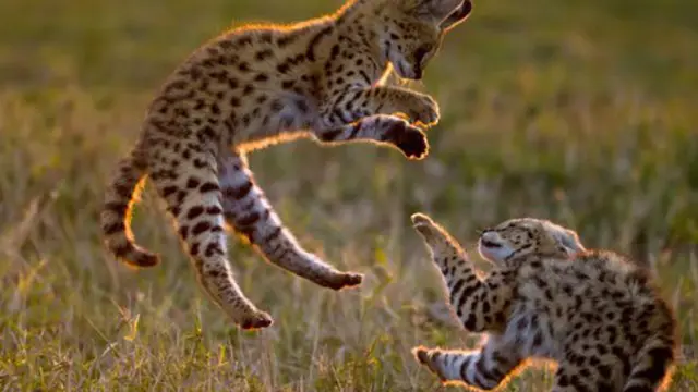 7 Jenis Kucing Paling Langka di Dunia