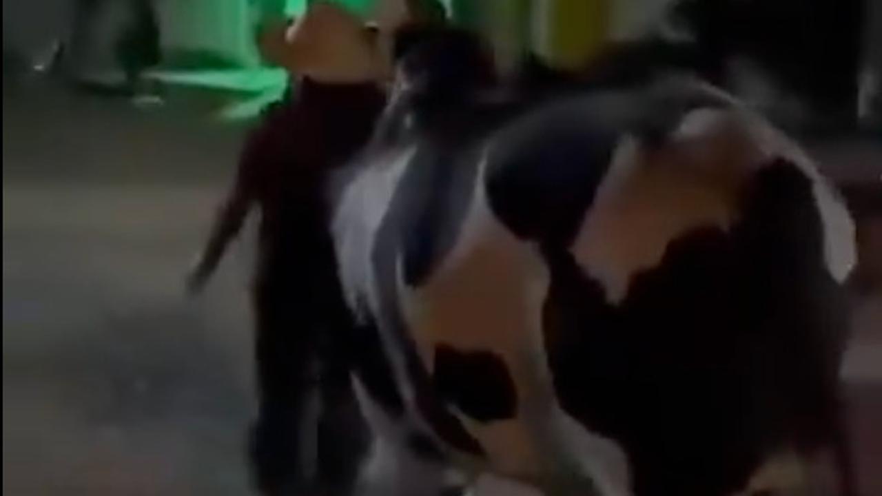 Kocak Seekor Sapi Tuntun Majikannya yang Mabuk Pulang ke Rumah, Aksi Ini Viral Sampai Bikin Netizen Ngakak