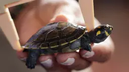 Lebih kurang 4.900 bayi kura-kura sungai berbintik kuning (podocnemis unifilis) dilepasliarkan di Sungai Iguapo-Acu, Beruri, Negara Bagian Amazonas, Brasil. (Orlando Junior/AFP)