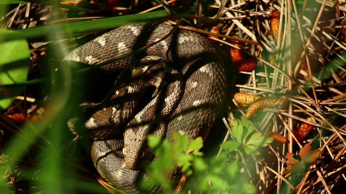 7 Cara Mengidentifikasi Ular Kecil Berbahaya untuk Memastikan Keamanan Anggota Keluarga