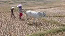 Warga menggembala hewan ternaknya pada sawah yang retak akibat kekeringan di kawasan Weninggalih, Jonggol, Jawa Barat, Selasa, 25 Agustus 2026. (KLY/ Arie Basuki)