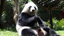 Panda asal China bernama Hu Chun memakan bambu di kebun binatang Taman Safari Indonesia di Bogor, Jawa Barat, (1/11). Kedua panda asal China Cai Tao dan Hu Chun dipinjamkan untuk pengembangbiakan di Indonesia. (AP Photo / Achmad Ibrahim)