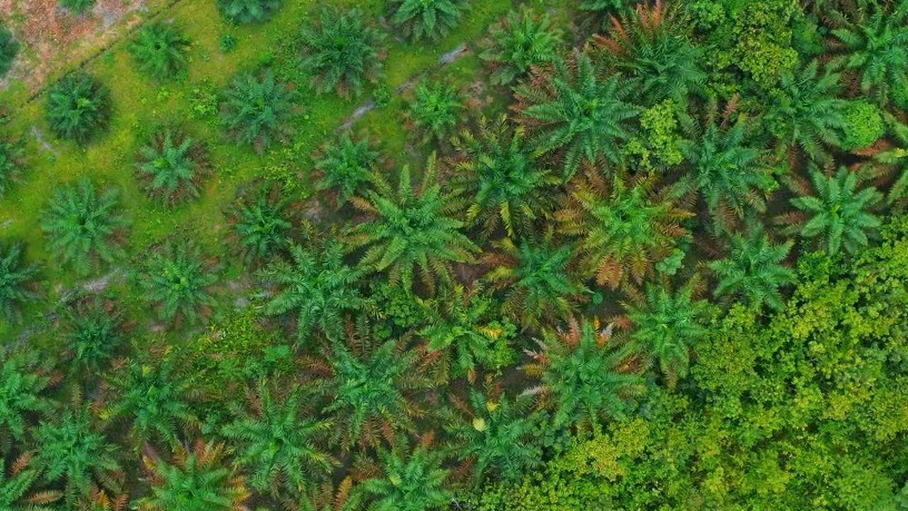 "Penerapan perkebunan sawit secara lestari dan berkelanjutan melalui eco friendly selalu menjadi pilihan utama PTPN sejak lama. Inovasi ini sangat luar biasa," kata Jatmiko dalam keterangannya, Minggu (19/11).&nbsp;