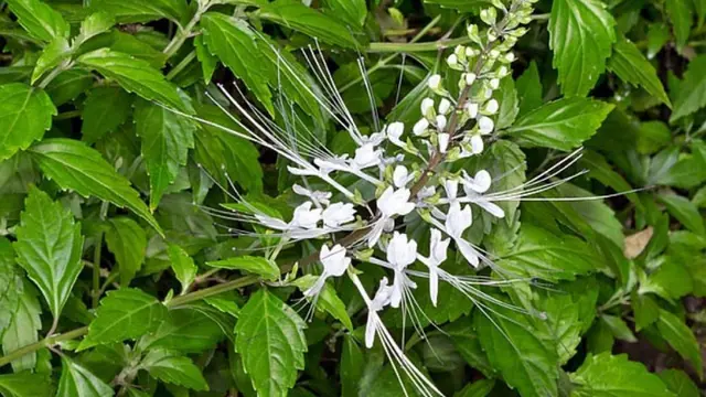 Syakir Daulay Mengekstrak Daun Kumis Kucing Jadi Produk Pencerah Kulit