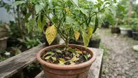 Cara Mengatasi Daun Cabai Menguning dan Rontok, Ikuti 6 Tips ini Supaya Tanaman Kembali Subur