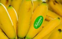 Mencicipi Pisang Mas Kirana Lumajang, Buah Favorit Warga Eropa hingga Tiongkok