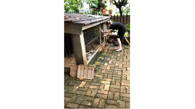 Momen Randy dan istri menyelamatkan hewan peliharaannya agar selamat dari banjir.
