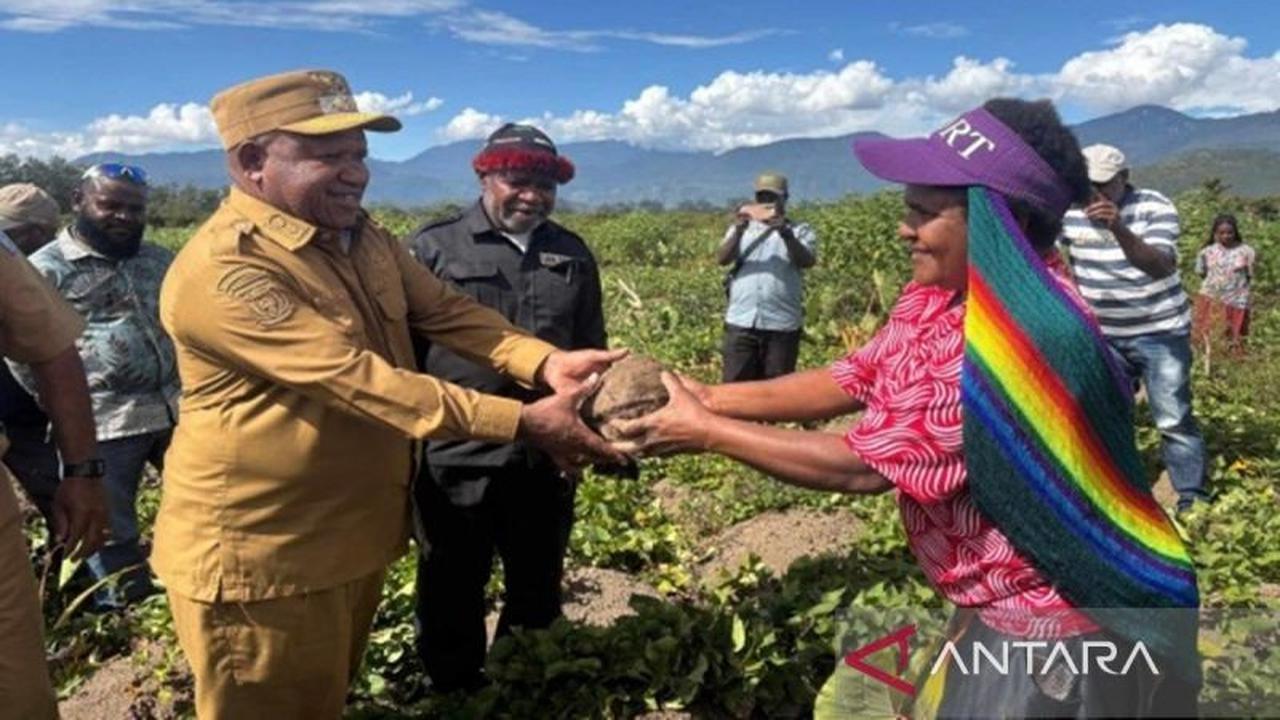 Pemkab Jayawijaya Dorong Ketahanan Pangan Lokal di 328 Kampung, Wujudkan Kemandirian Pangan