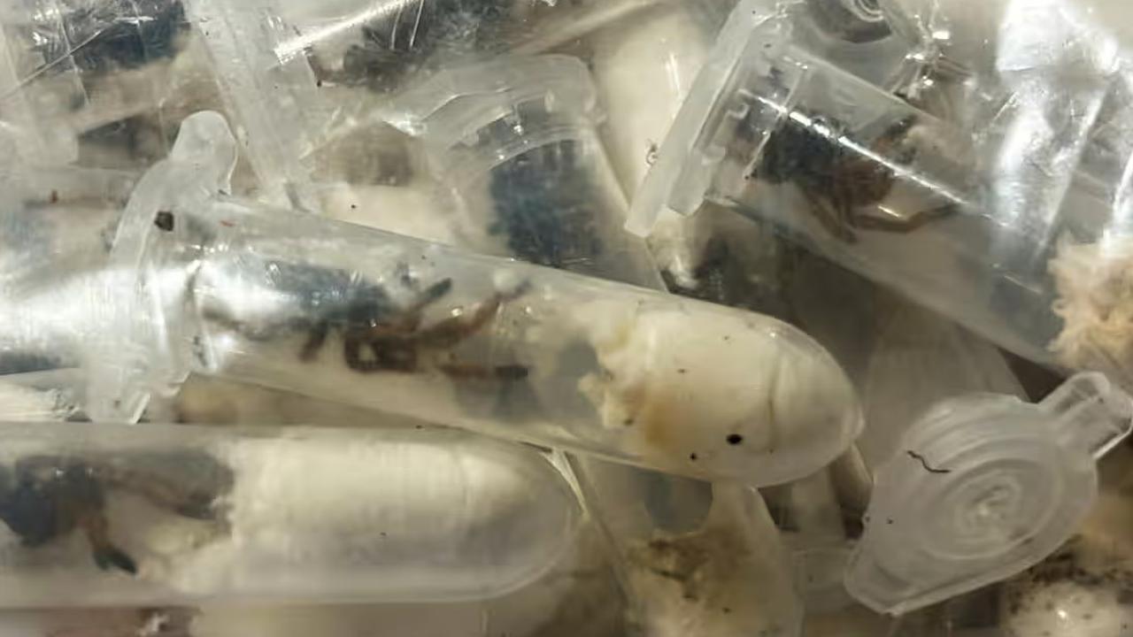 Petugas Bandara Kaget, 1.500 Tarantula Ditemukan dalam Kotak Kue Bolu, Terungkap karena Aroma Menyengat