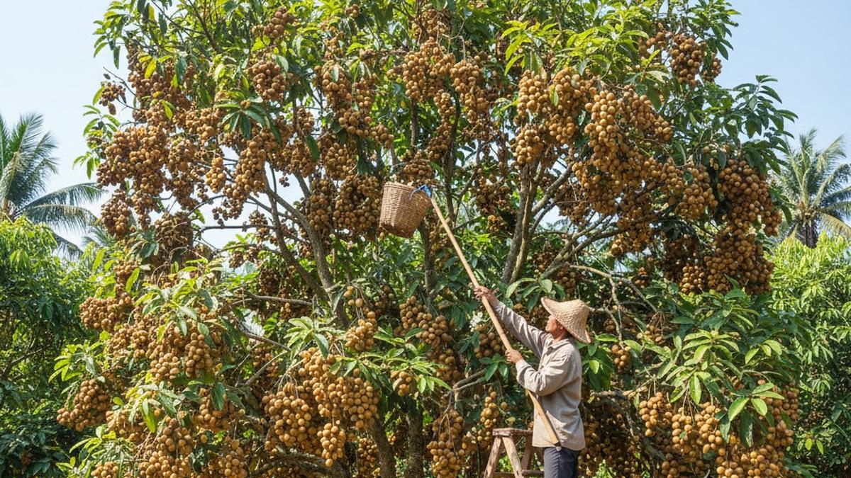 7 Tips agar Pohon Duku Berbuah Lebat, Kendalikan Hama dan Lakukan Penyiangan