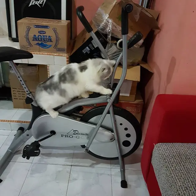 6 Potret Hewan Olahraga Ini Bikin Senyum-Senyum