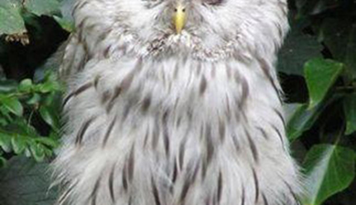 Bayi Burung Hantu Yang Lucu Dan Gemasnya Keterlaluan - Photo Fimela.com