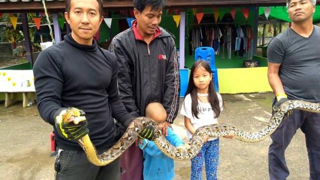 Detik-Detik Piton 4 Meter Muntahkan Ayam yang Dimangsanya