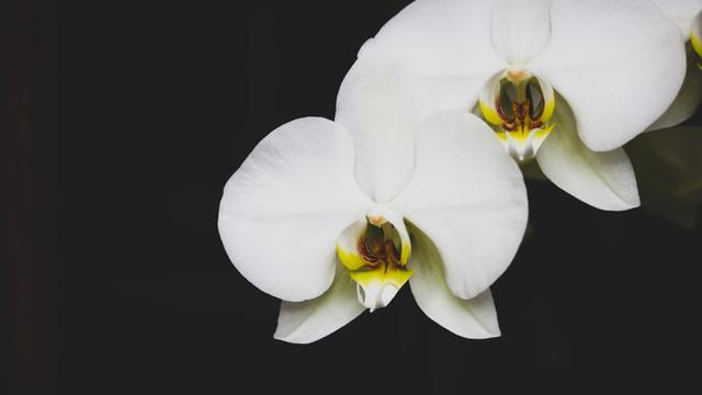 Ilustrasi bunga anggrek bulan