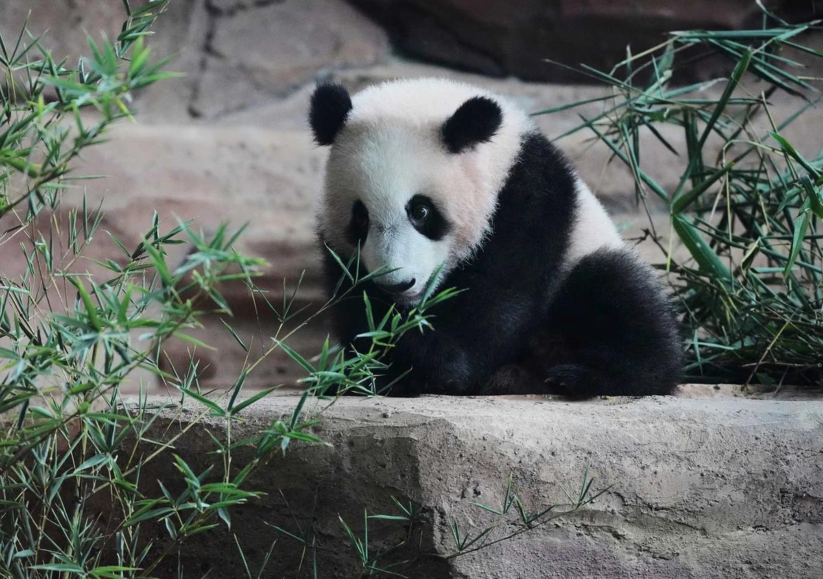 FOTO: Tingkah Lucu Rio Panda Raksasa Kelahiran Indonesia Curi Perhatian Pengunjung