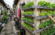 7 Ide Kebun Mini Hidroponik untuk Rumah di Gang Sempit, Ciptakan Ruang Hijau di Lahan Terbatas