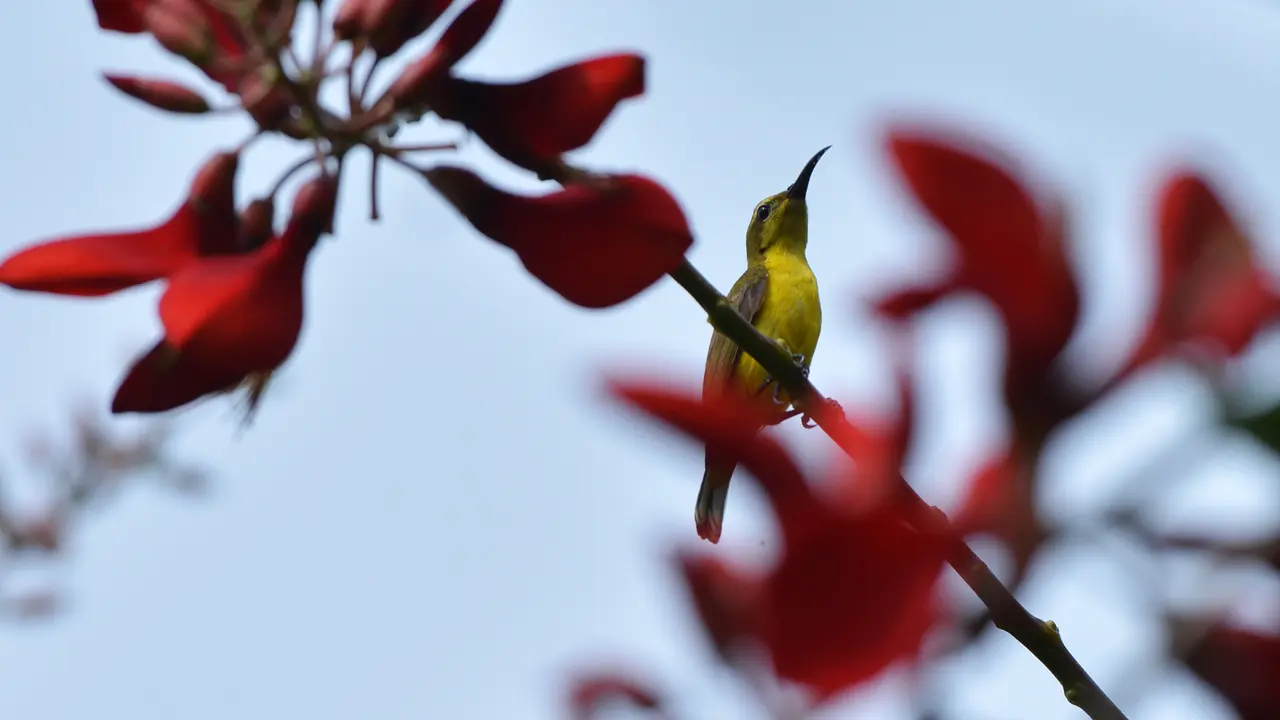 Burung pipit