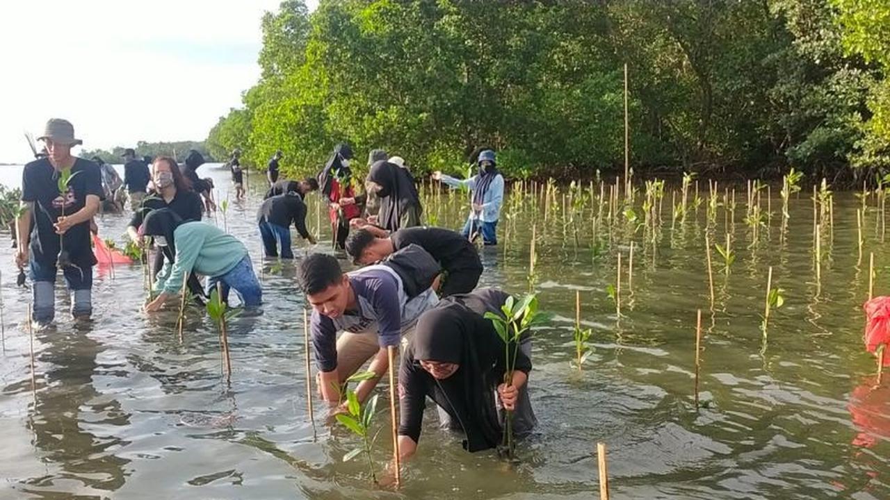 Fakta Unik Mangrove: Pemprov Sulsel Gencarkan Penanaman Mangrove di Empat Kabupaten