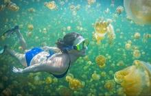 Eksotisme Kepulauan Derawan Surga Bawah Laut Indonesia, Habitat Ubur-Ubur Tak Berbahaya