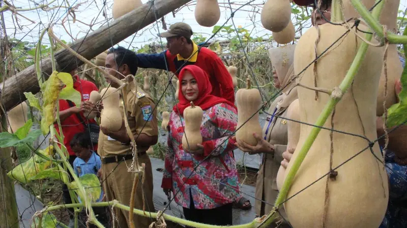 Khasiat Si Manis Labu Madu Kesukaan Orang Kaya