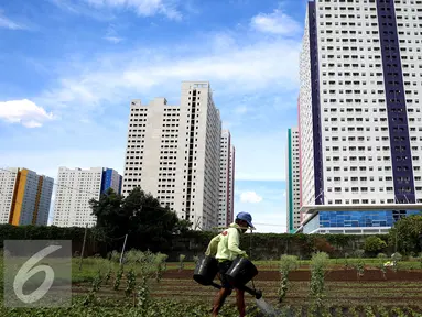 Petani menyiram sayuran bayam saat memanfaatkan lahan pertanian di Jakarta, Selasa (23/12). Suku Dinas Pertanian dan Kehutanan Jakarta Utara mencatat 90 persen dari 528 hektare lahan pertanian dimiliki oleh perusahaan pengembang. (Liputan6.com/JohanTallo)