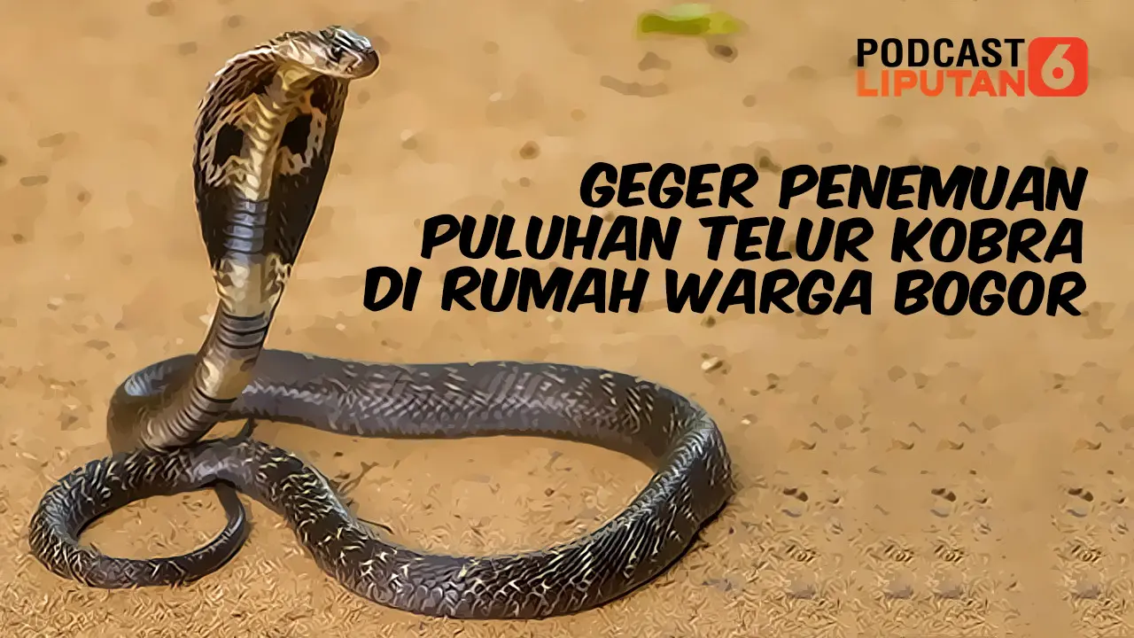 Telur Kobra