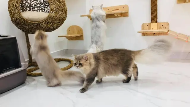 Niat Banget, Pria Ini Bangun Rumah Mewah untuk Kucing Peliharaannya