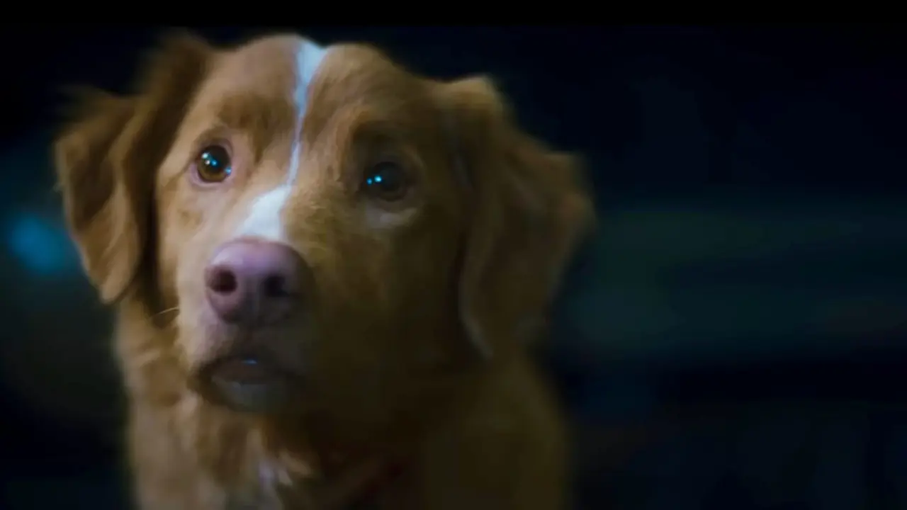 Film Good Boy. (Independent Film Company, Shudder via YouTube/ IFC Films)