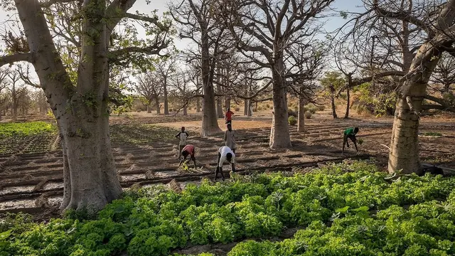 Petani Nigeria