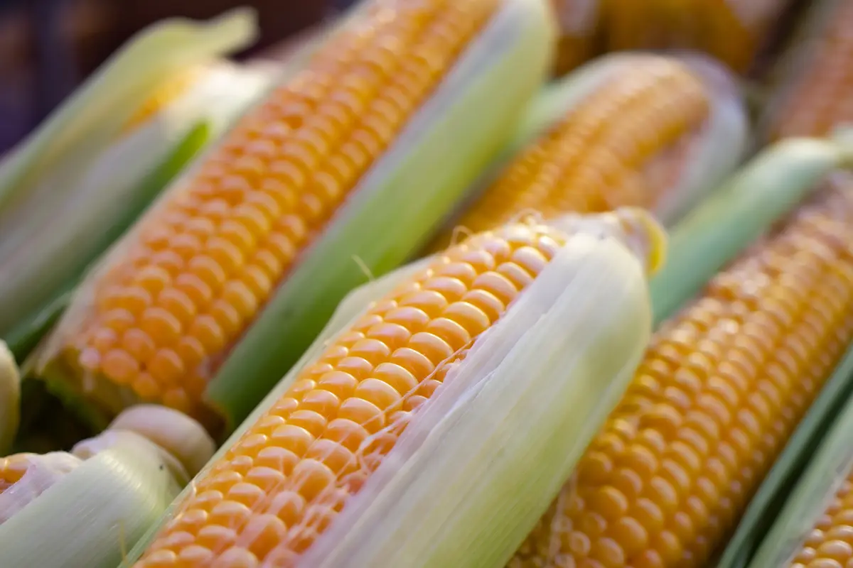 jagung