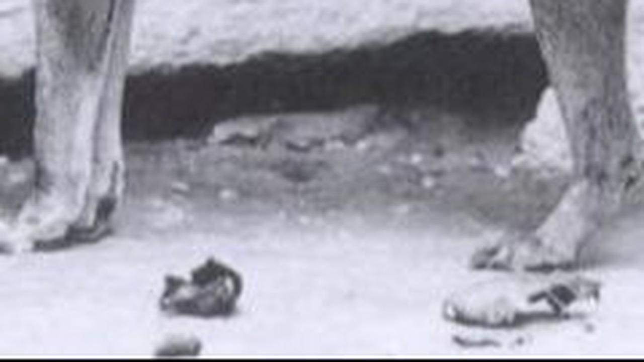 3. Laporan Penampakan Harimau Tasmania yang Dianggap Punah Sejak 1936<br>