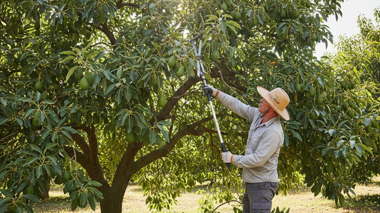 7 Cara Mencegah Buah Alpukat Busuk di Pohon Sebelum Panen