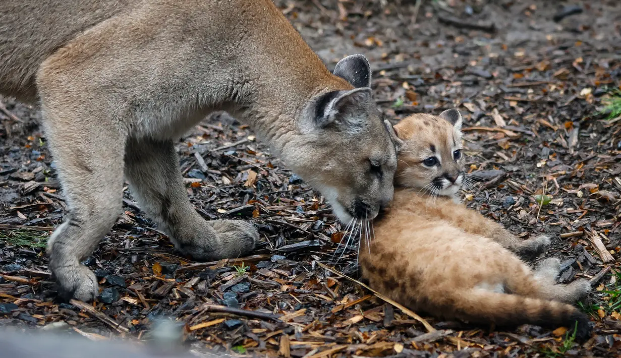Seekor bayi puma berusia satu setengah bulan bernama Emy terlihat di kandangnya di Zoo de Vincennes, dekat Paris pada Selasa (13/10/2020). Emy merupakan puma pertama yang lahir di Zoo de Vincennes pada 21 Agustus lalu. (Thomas SAMSON / AFP)