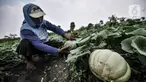 Petani melakukan perawatan tanaman blewah di Kabupaten Bekasi, Jawa Barat, Kamis (15/4/2021). Sekitar 60 persen petani sayuran di Kabupaten Bekasi beralih menanam blewah karena menjadi salah satu buah yang diminati warga saat bulan Ramadhan. (merdeka.com/Iqbal S. Nugroho)