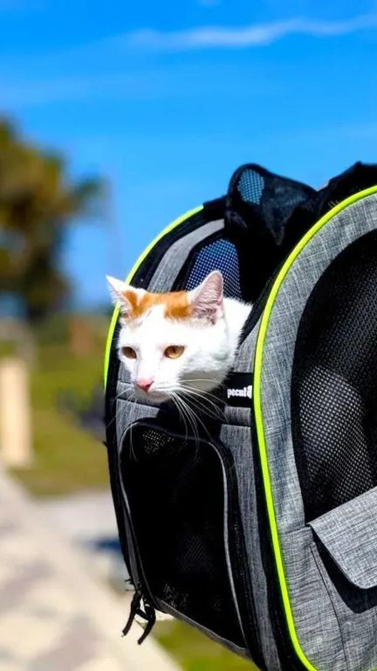 <b>Membawa atau Meninggalkan Kucing?</b>