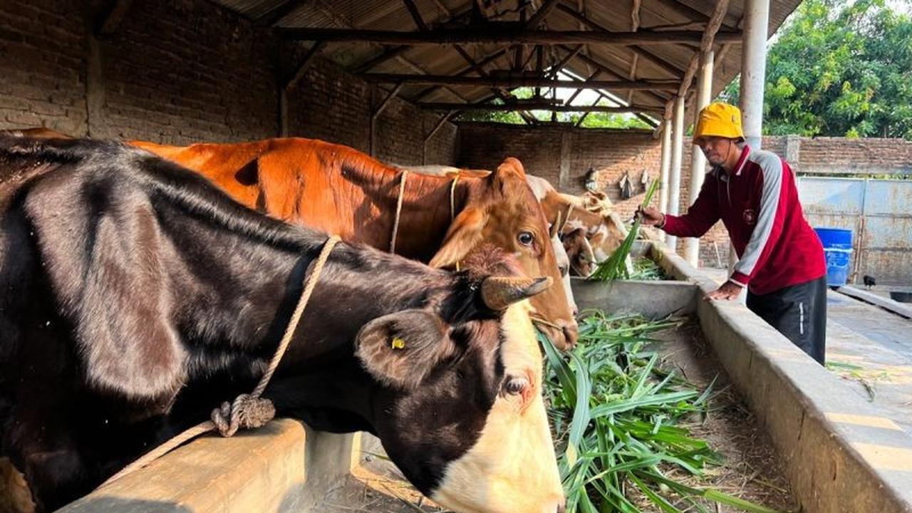 Bukan Hanya Daging Beku: Pemerintah Dorong Pembiakan Sapi Hidup di Dalam Negeri untuk Ekonomi Rakyat