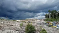 Lahan di Desa Tewai Baru yng dibuka untuk ditanami singkong dalam program Food Estate (Dok Walhi)