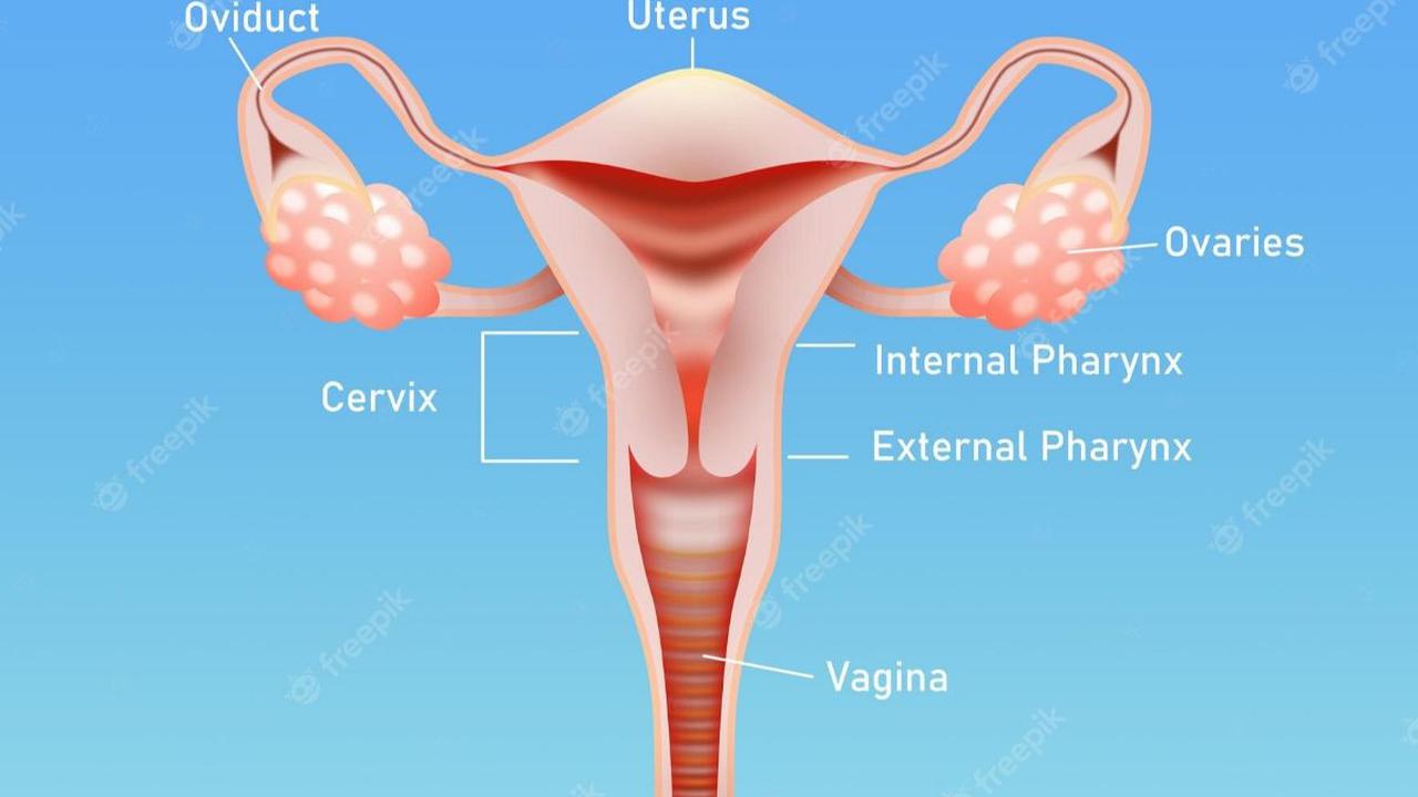 Fungsi Organ Reproduksi Wanita: Bagian Dalam
