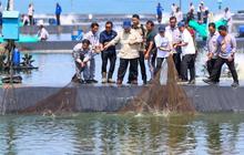 Prospek Budidaya Udang Kebumen: Dorong Ekonomi dan Ketahanan Pangan Nasional