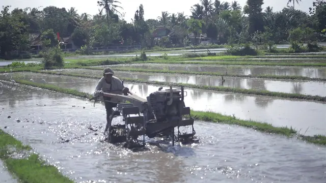 Infrastruktur Irigasi Terjaga, Pertanian Bantul Tak Terdampak El Nino