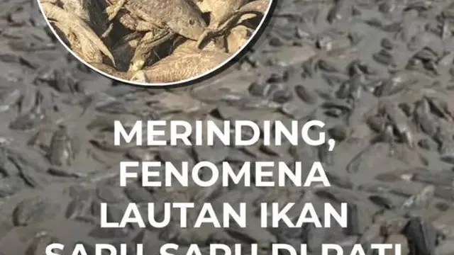 Merinding Fenomena Lautan Ikan Sapu-Sapu di Pati