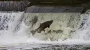 Ikan salmon berupaya melompati bendungan saat bermigrasi ke lokasi bertelur di Sungai Humber di Toronto, Kanada, 18 Oktober 2020. Setiap musim gugur, ribuan ikan salmon di banyak sungai di Ontario berenang menuju ke hulu untuk bertelur, menarik perhatian warga juga para pemancing. (Xinhua/Zou Zheng)